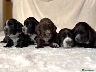 Cocker Spaniel dogs KC Registered Cocker Spaniel Puppies For Sale - Advert 7