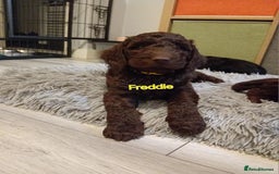Mixed Breed dogs for sale: My last beautiful F1B Irish cockapoo puppy - Image 9