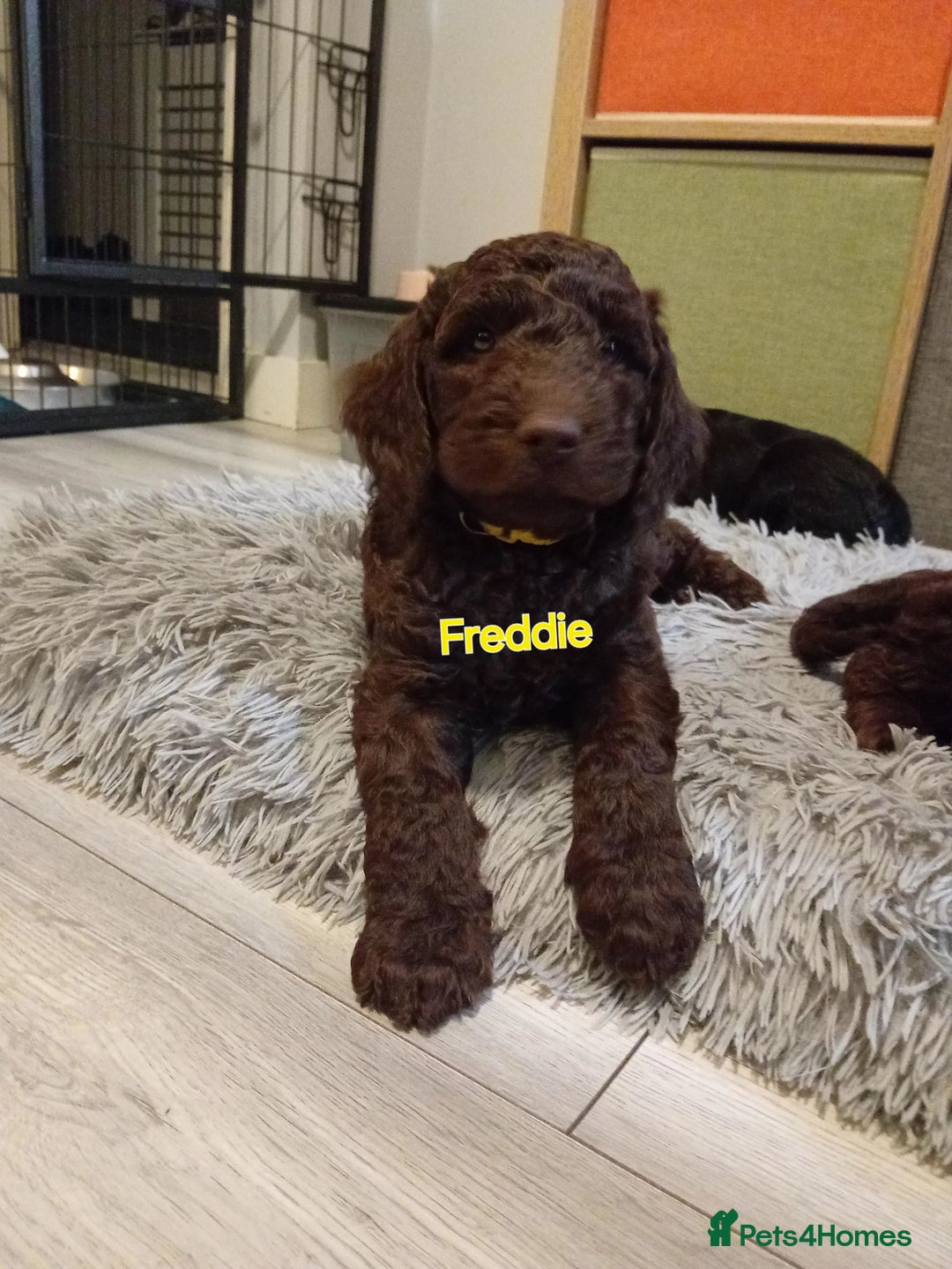 Mixed Breed dogs for sale: My last beautiful F1B Irish cockapoo puppy - Image 9