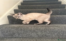 British Shorthair cats for sale: British Shorthair Boy - Image 1