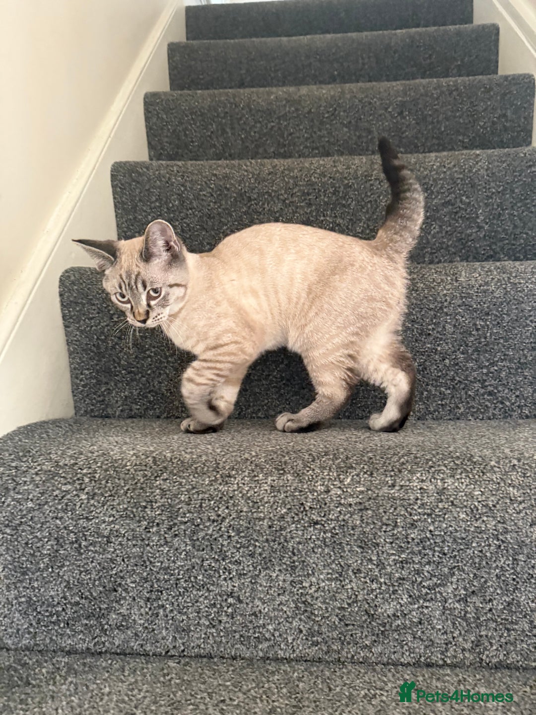 British Shorthair cats for sale: British Shorthair Boy - Image 1