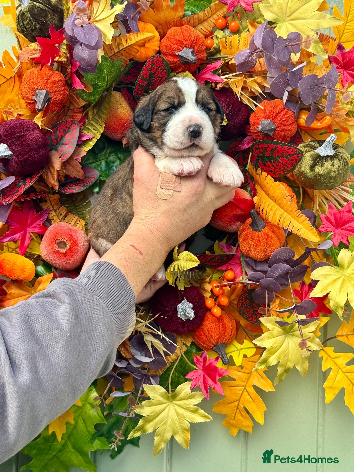 Saint Bernard dogs for sale: 4 gorgeous st Bernese puppies looking for homes - Advert 3
