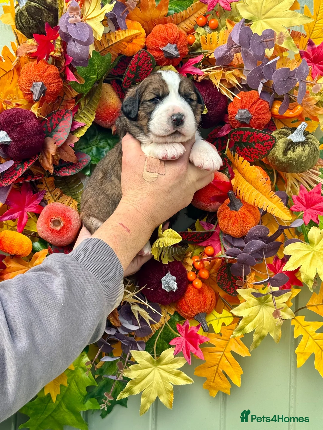 Saint Bernard dogs for sale: 4 gorgeous st Bernese puppies looking for homes - Advert 1