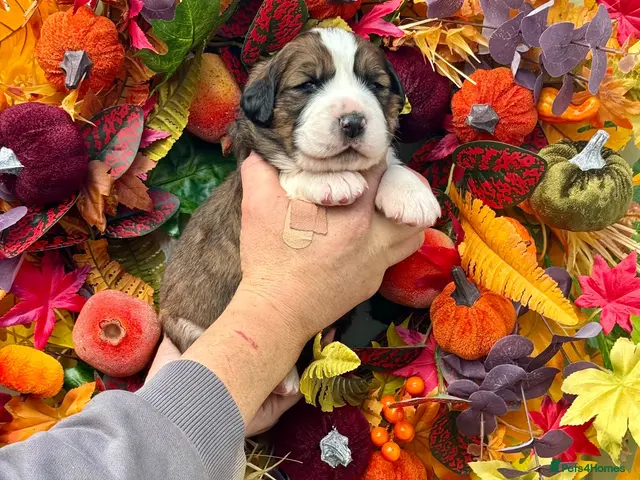 Saint Bernard dogs for sale: 4 gorgeous st Bernese puppies looking for homes - Advert 13