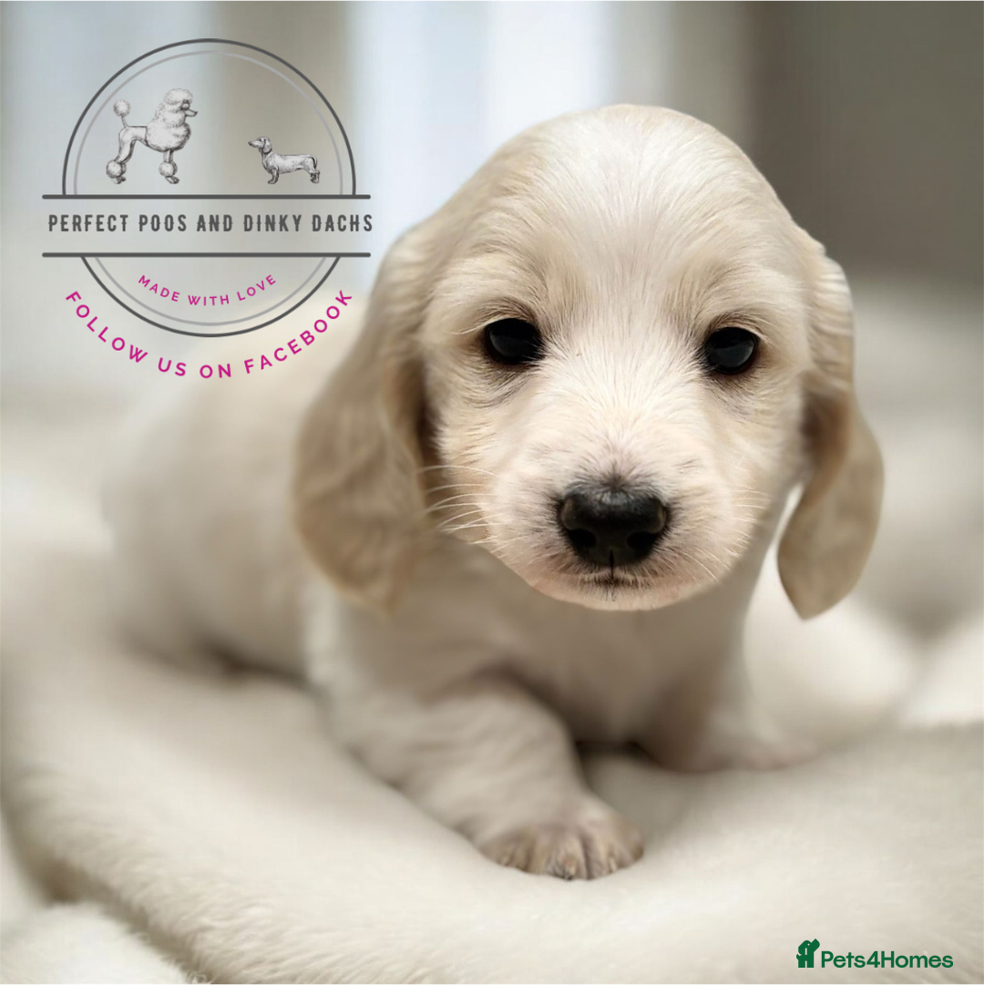 Miniature Dachshund dogs for sale: KC Registered Cream Long Hair Miniature Dachshunds - Advert 15