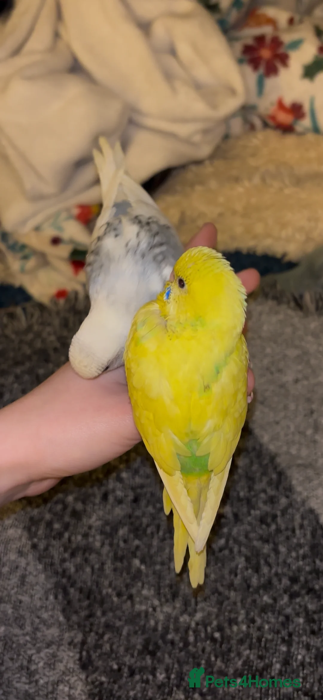 Budgerigars birds for sale: Hand reared, hand tame budgies - Advert 2