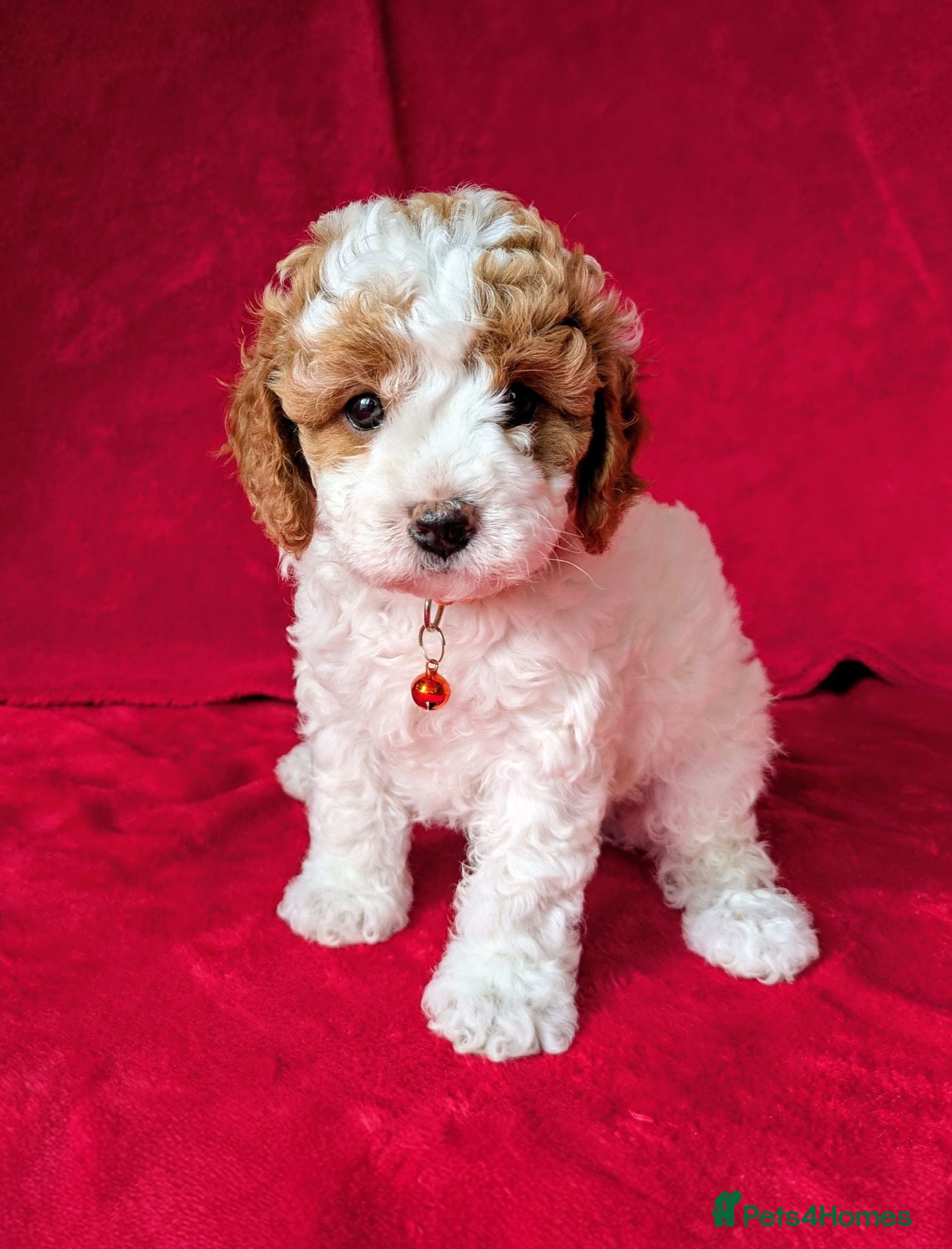 Cavapoo dogs Adorable Puppies, price open to negotiation - Advert 2