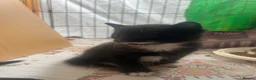Mixed Breed cats for sale: 4 wee kittens for sale in Newry - Advert 7