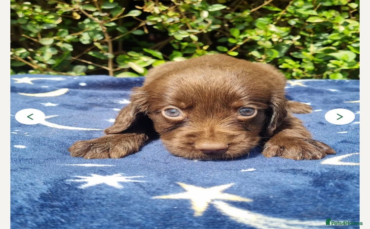 Cocker Spaniel dogs - Advert 1