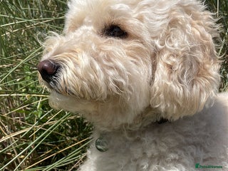 Cockapoo dogs Cockapoo F1b Puppies expected 6 December - Advert 16