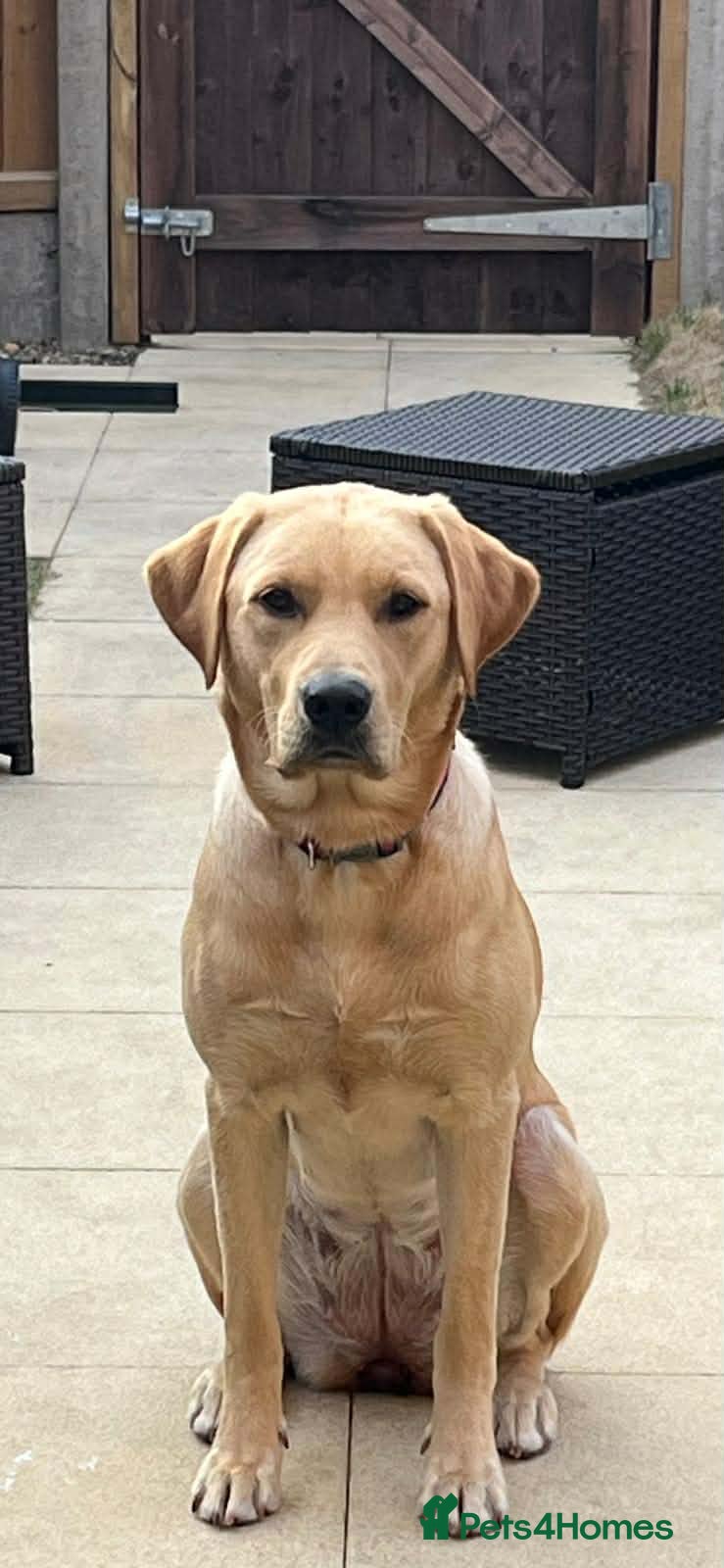 Labrador Retriever dogs Beautiful Labrador Girl - Advert 1