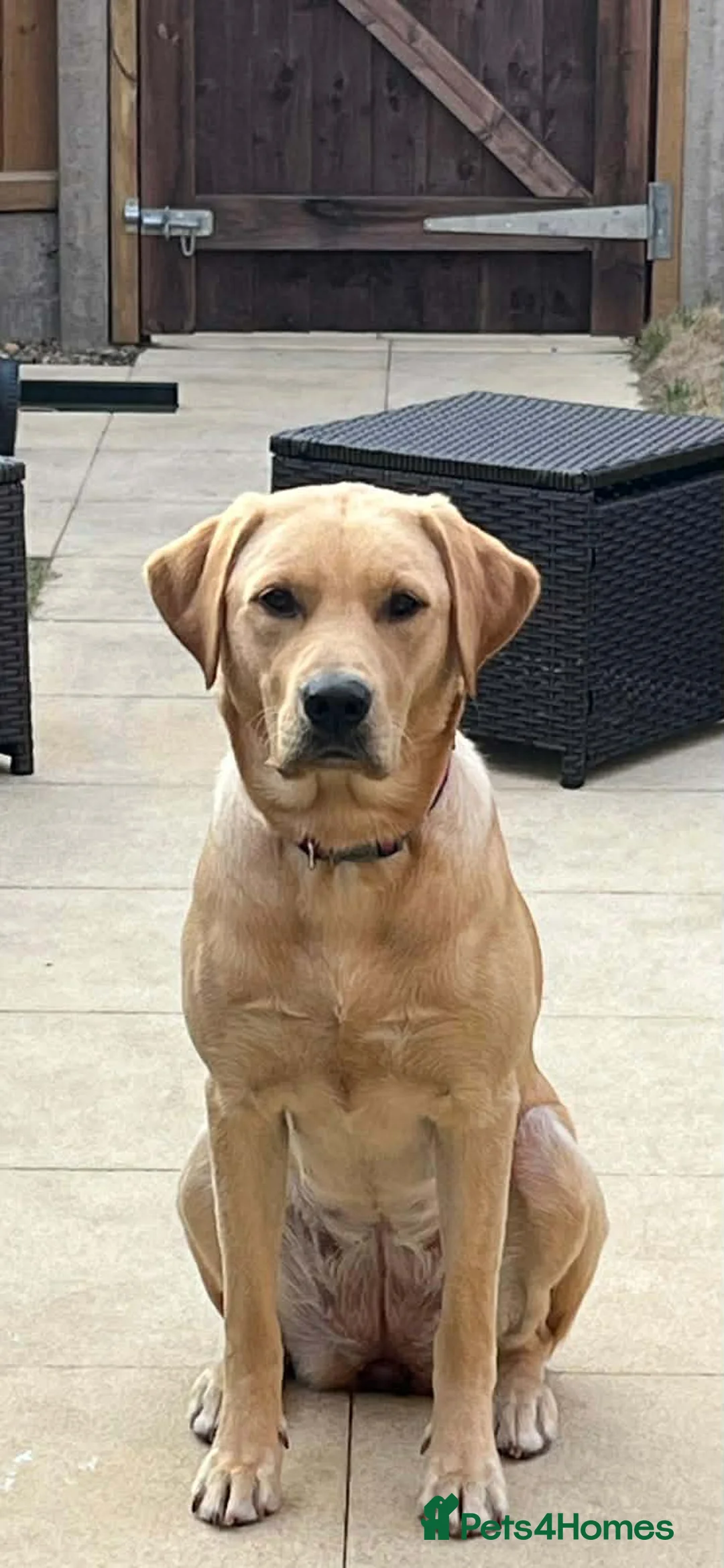 Labrador Retriever dogs for sale: Beautiful Labrador Girl - Advert 1