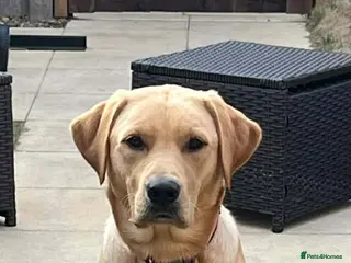 Labrador Retriever dogs Beautiful Labrador Girl - Advert 1