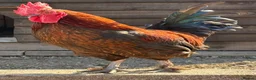 Chickens poultry for sale: Bantam Cockerel  in Crewe - Advert 1