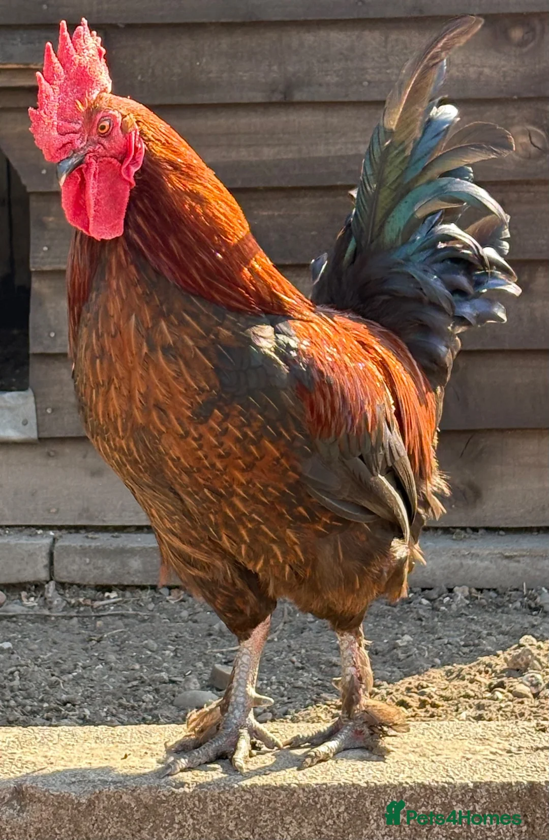 Chickens poultry for sale: Bantam Cockerel  in Crewe - Advert 1