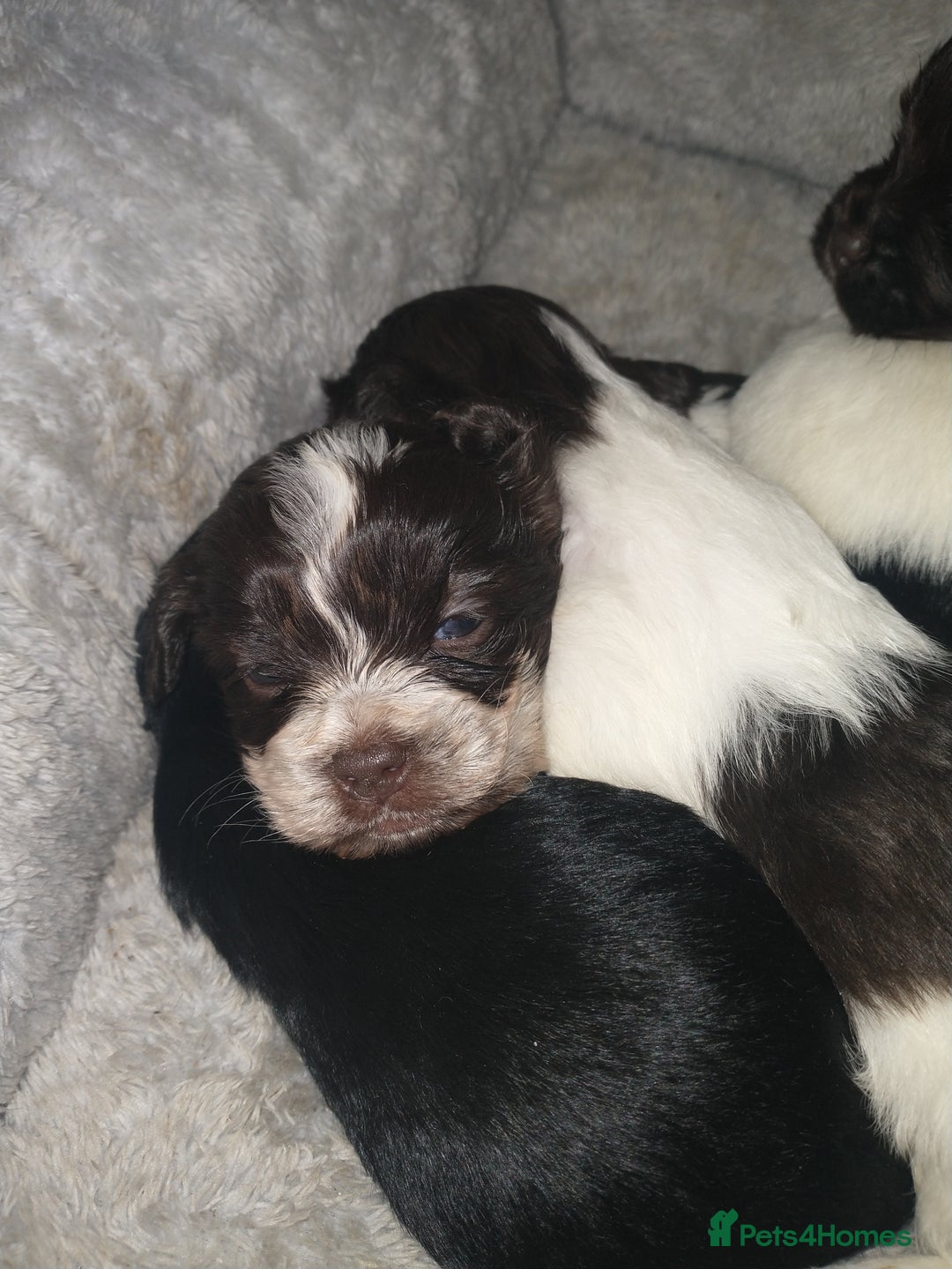 Mixed Breed dogs for sale: Cocker-zu  - Advert 15