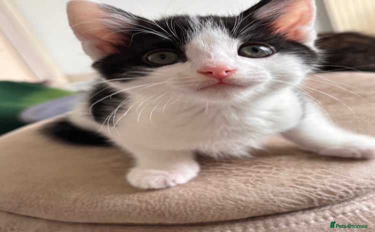 Mixed Breed cats - Advert 1