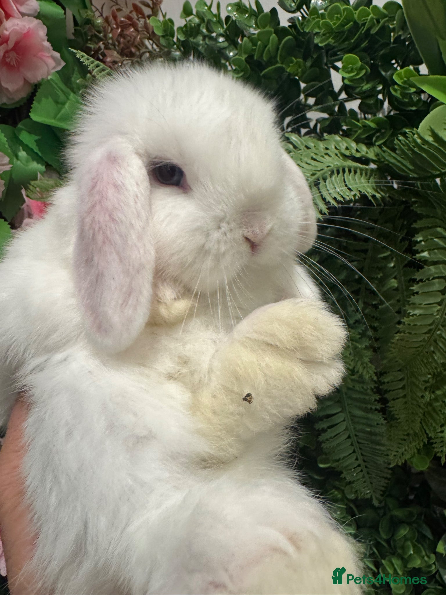Mini Lop rabbits mini lops ready to reserve  - Advert 2