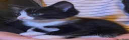 Mixed Breed cats for sale: Gorgeous playful kittens - Advert 14