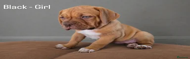 Dogue De Bordeaux 4