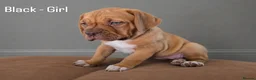 Dogue De Bordeaux dogs for sale: Beautiful Dogue de Bordeaux Puppies  - Advert 4