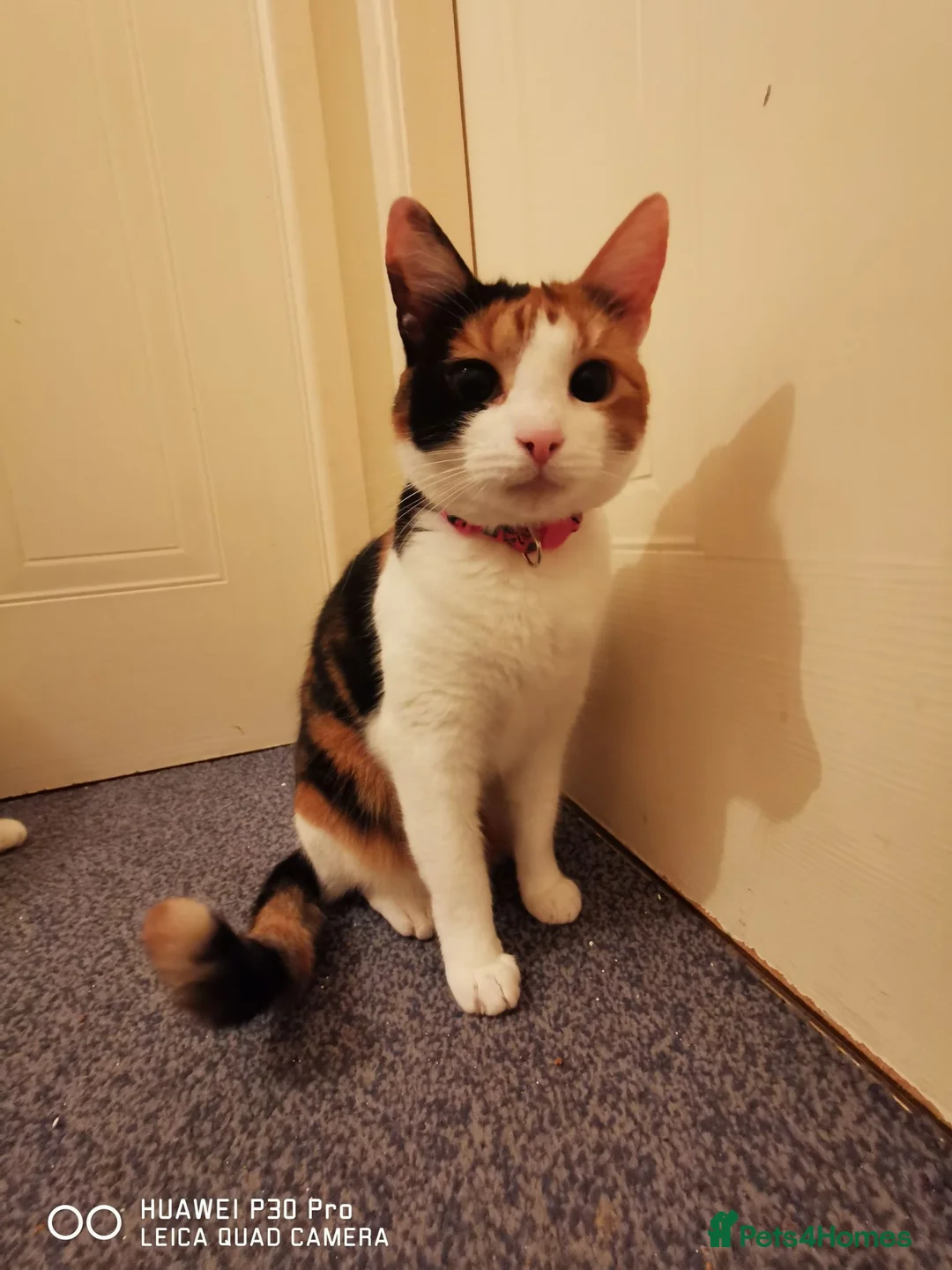 Mixed Breed cats for sale: New home needed for Phoenix. in Bicester - Advert 2