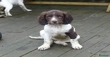 English Springer Spaniel dogs Gorgeous English Springer Spaniel Puppies  - Advert 2