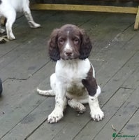 English Springer Spaniel dogs Gorgeous English Springer Spaniel Puppies - Advert 2
