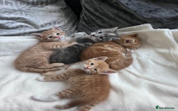 British Shorthair cats for sale: Beautiful little babies 💛 - Image 1