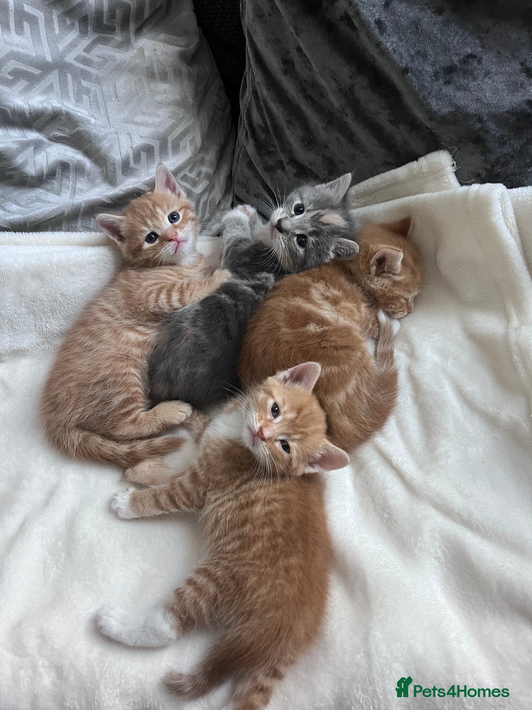 British Shorthair cats for sale: Beautiful little babies 💛 - Image 1