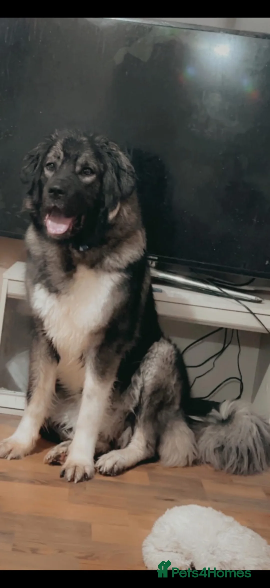 Caucasian Shepherd Dog dogs for sale: Nala  in Prescot - Advert 3