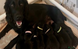 Cocker Spaniel dogs for sale: 11 week old male cocker spaniel  - Image 5