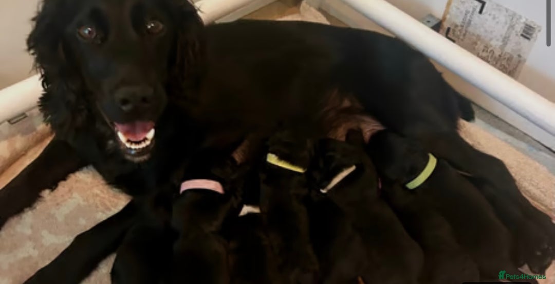 Cocker Spaniel dogs for sale: 11 week old male cocker spaniel  - Image 5