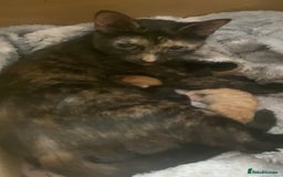 American Shorthair cats for sale: Cats and kitten for sale - Image 9