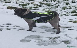 Pug dogs for sale: PEDIGREE PUG PUPPIES  - Advert 15