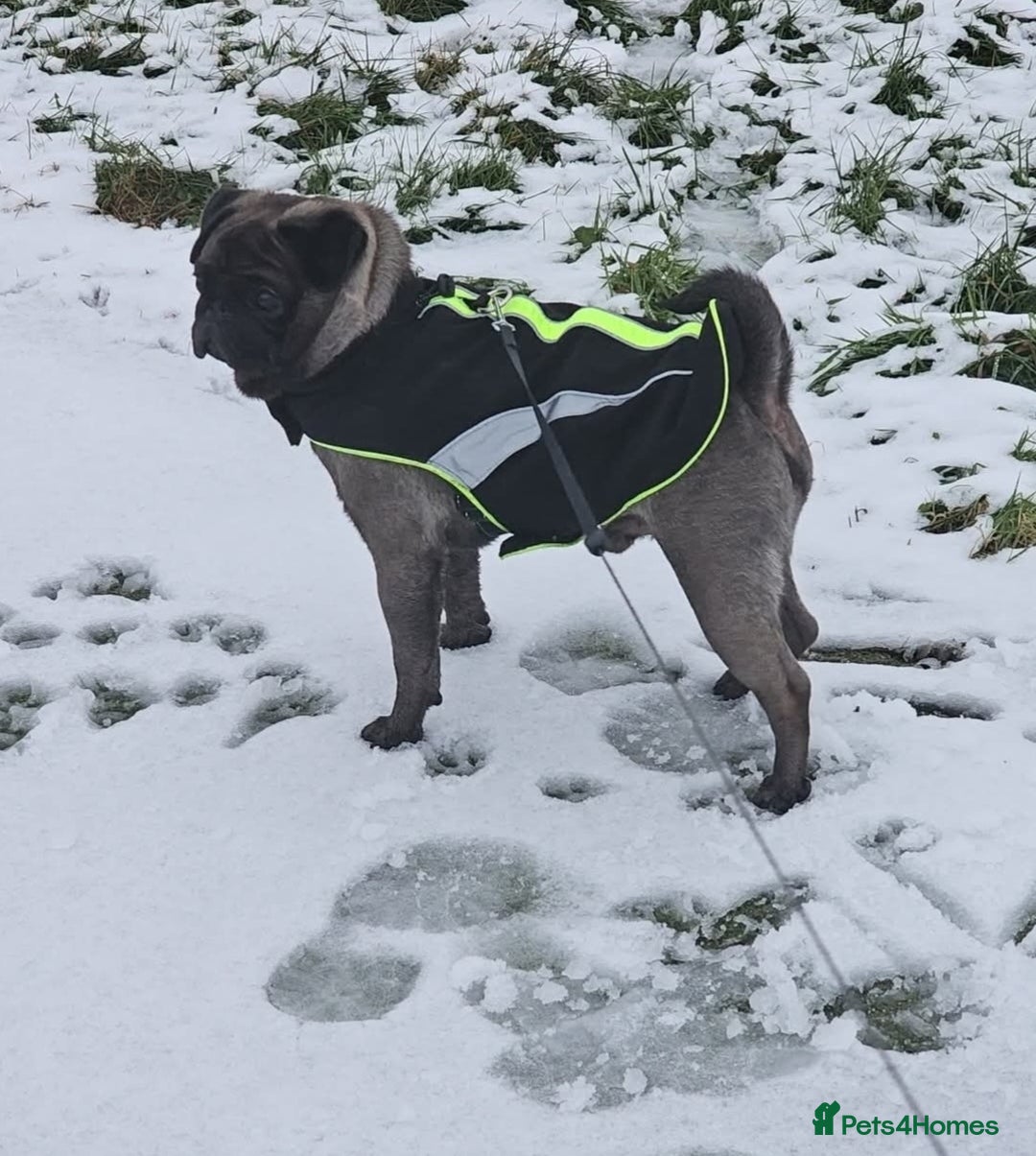 Pug dogs for sale: PEDIGREE PUG PUPPIES  - Advert 15