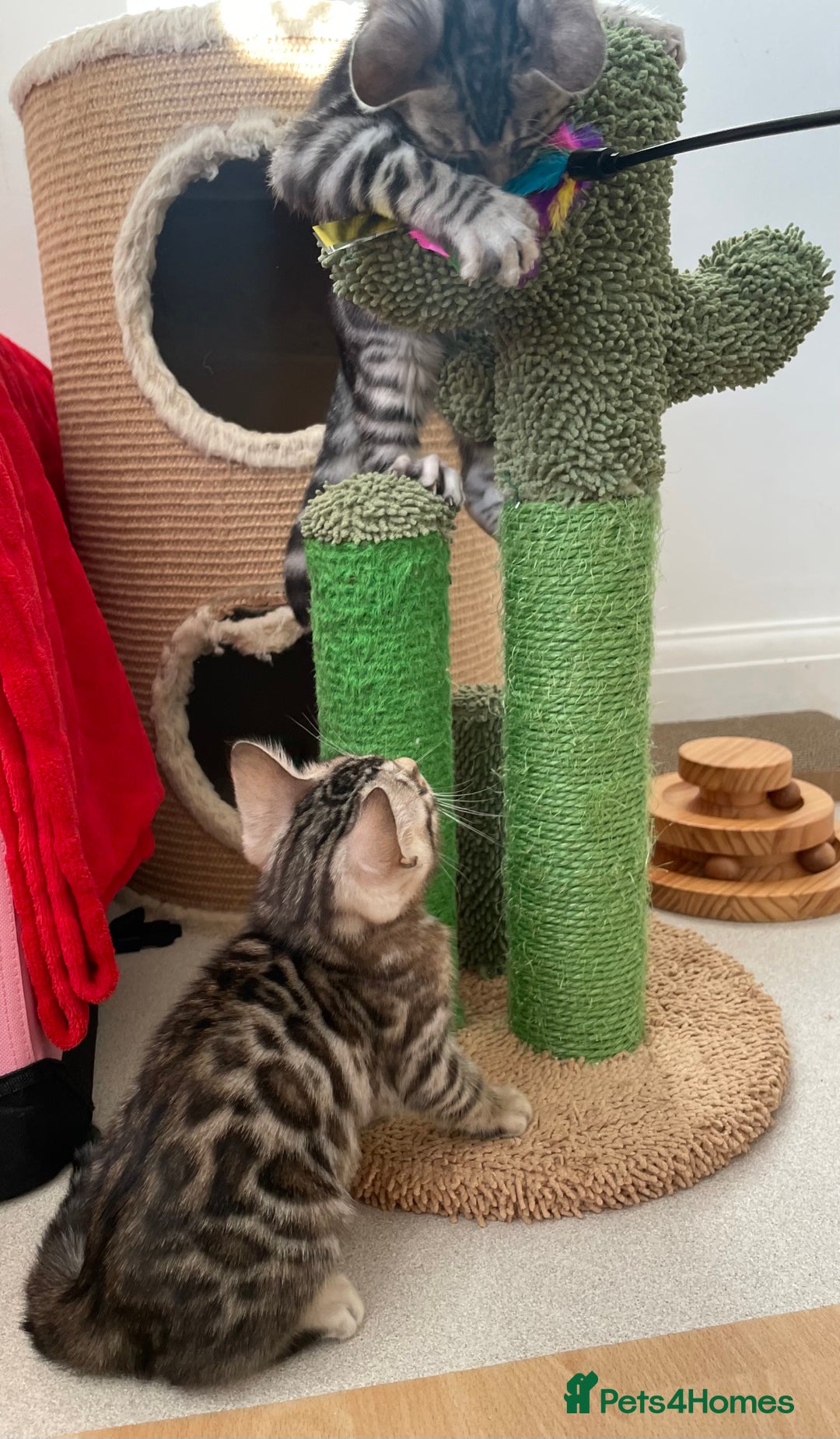 Bengal cats for sale: Stunning Beauty Bengal princess ❤️ - Image 7