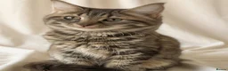 Mixed Breed cats for sale: 4 attractive Turkish Angora/Maine Coon kittens in Newquay - Advert 29