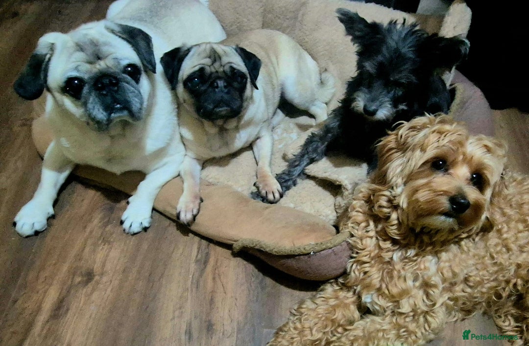 Pug dogs for sale: Sophie the pug needs a retirement home!  - Image 7