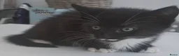 Mixed Breed cats for sale: Delicious mixed breed kittens - Advert 7