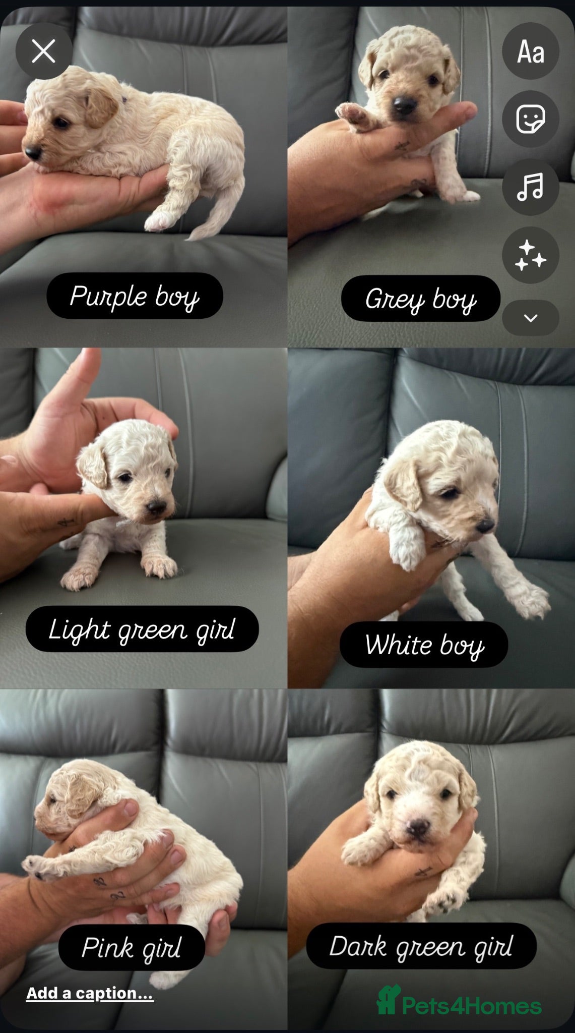 Cavapoo dogs 6 beautiful Cavapoo puppies - Advert 15