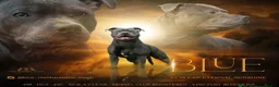 Staffordshire Bull Terrier dogs for sale: Gorgeous staffordshire bull terrier puppies - Advert 7