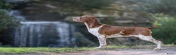 Bracco Italiano dogs for sale: Puppies due end of Jan!!   - Advert 9