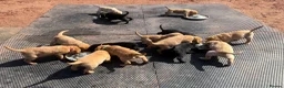 Labrador Retriever dogs for sale: Gorgeous KC  Fox Red pups for sale - Advert 3