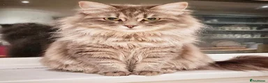 Siberian 3