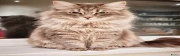 Siberian cats for sale: Stunning older Siberian cats for sale - Advert 2