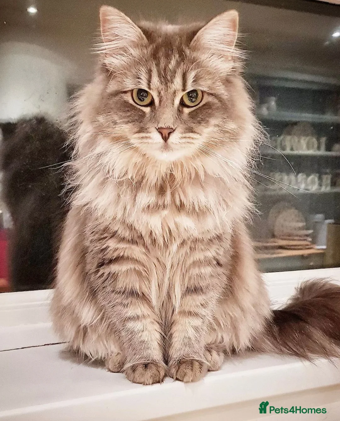 Siberian cats for sale: Stunning older Siberian cats for sale - Advert 2
