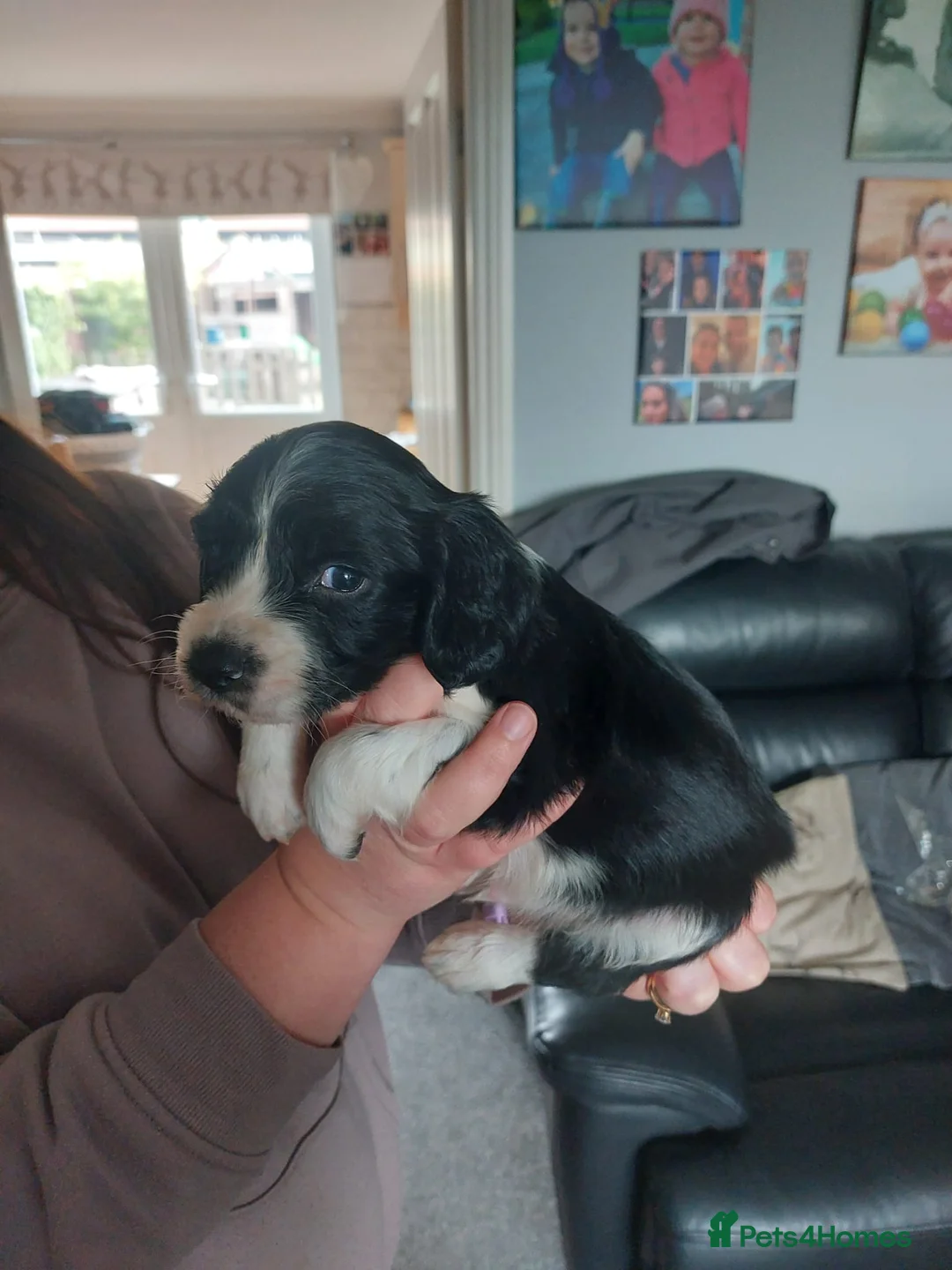 English Springer Spaniel dogs for sale: English Springer Spaniel pups KC REG - Advert 2