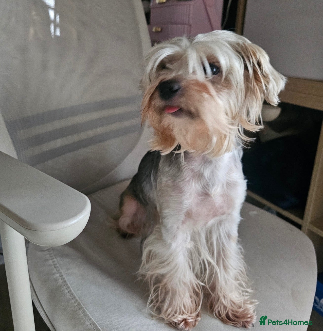 Yorkshire Terrier dogs Beautiful Tri-Colour Biewer Yorkshire Terrier Pupp - Advert 1