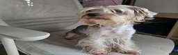 Yorkshire Terrier dogs for sale: Beautiful Tri-Colour Biewer Yorkshire Terrier Pupp - Advert 1